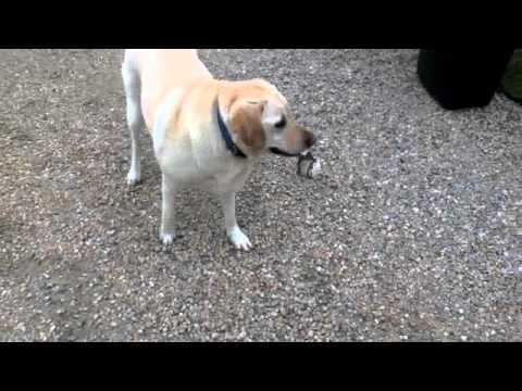 bebe+com+labrador on Veengle bebe+com+labrador on Veengle