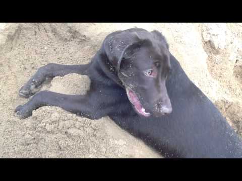 bebe+com+labrador on Veengle bebe+com+labrador on Veengle