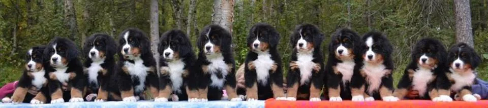 Los bebés en Alaska ya tienen 8 semanas - Boyero de Berna ... Los bebés en Alaska ya tienen 8 semanas - Boyero de Berna ...