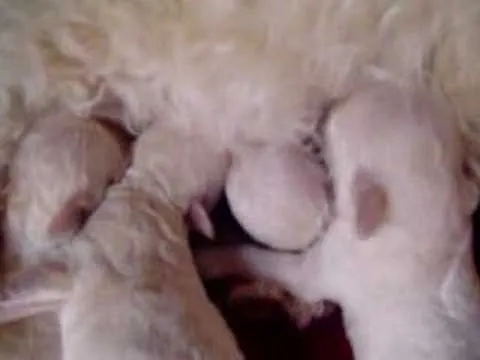 BEBES DE CANICHE TOY- Lechigada 1 (12/oct) - YouTube BEBES DE CANICHE TOY- Lechigada 1 (12/oct) - YouTube