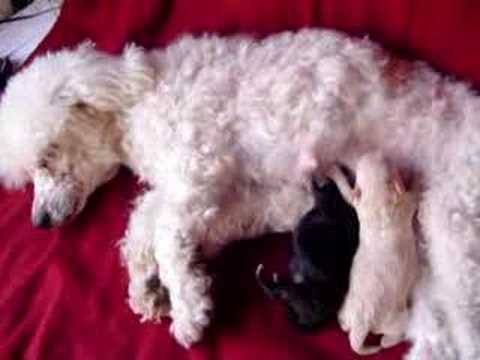 BEBES DE CANICHE TOY- Lechigada (18/oct) - YouTube BEBES DE CANICHE TOY- Lechigada (18/oct) - YouTube