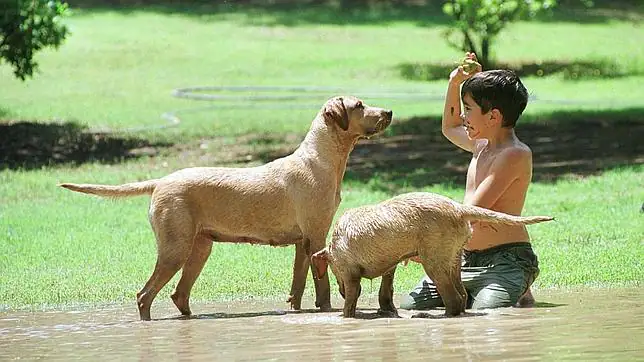 Los bebés que crecen con perros enferman menos - ABC.es