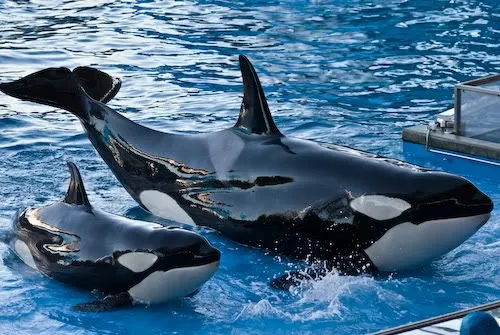 Los bebés delfines y orcas no duermen nada durante el primer mes Los bebés delfines y orcas no duermen nada durante el primer mes
