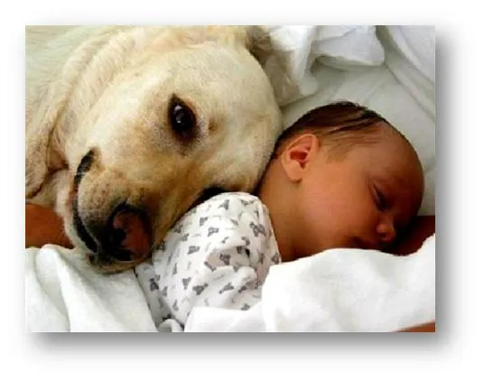 Los bebés entienden los ladridos de los perros | Planeta RD News Los bebés entienden los ladridos de los perros | Planeta RD News