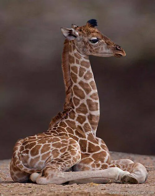 Imagen de jirafas bebés - Imagui