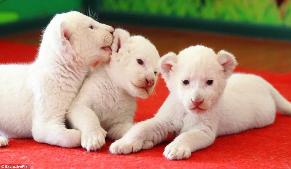 Tres bebés de león blanco y un tigre fueron adoptados por una ... Tres bebés de león blanco y un tigre fueron adoptados por una ...