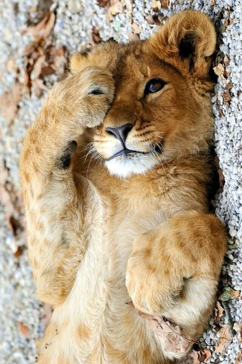 Bebés Leones en Pinterest | Leones Blancos