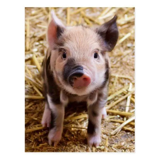 Bebés lindos del corral de los animales del campo tarjetas ...