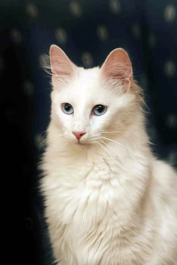 gatos angora bebes