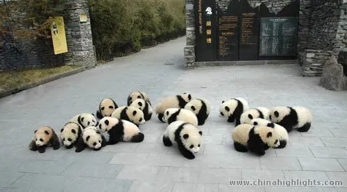 Bebés Pandas - Taringa!