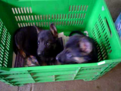 Bebés Pastor Alemán / German Shepperd - YouTube Bebés Pastor Alemán / German Shepperd - YouTube