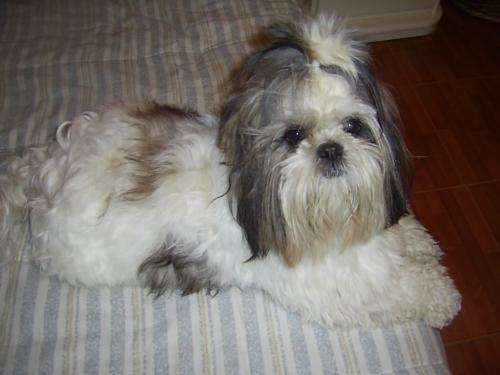 Bebés shih tzu - Buenos Aires, Argentina - Animales / Mascotas Bebés shih tzu - Buenos Aires, Argentina - Animales / Mascotas