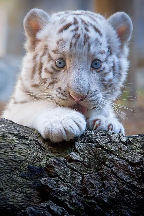 De tigres blancos bebés tiernos - Imagui
