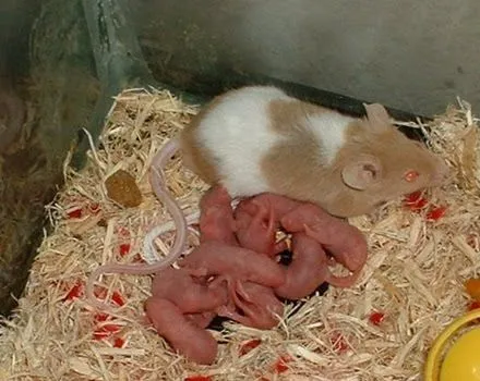 Bebe Raton L Ratón bebé - 6 fotos e imágenes gratis - Imagui