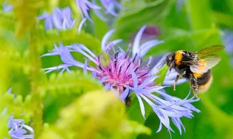 Bee decline could be down to chemical cocktail interfering with ... Bee decline could be down to chemical cocktail interfering with ...