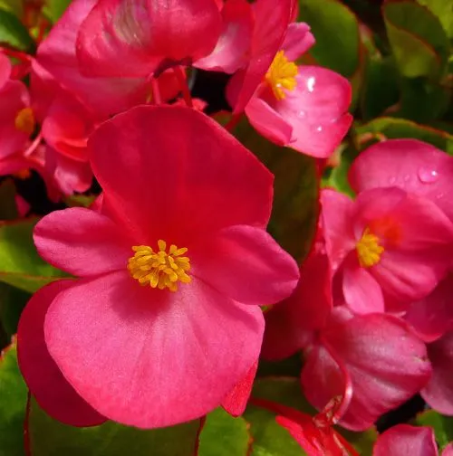 begonia siempre flor con oidio - Foro de InfoJardín