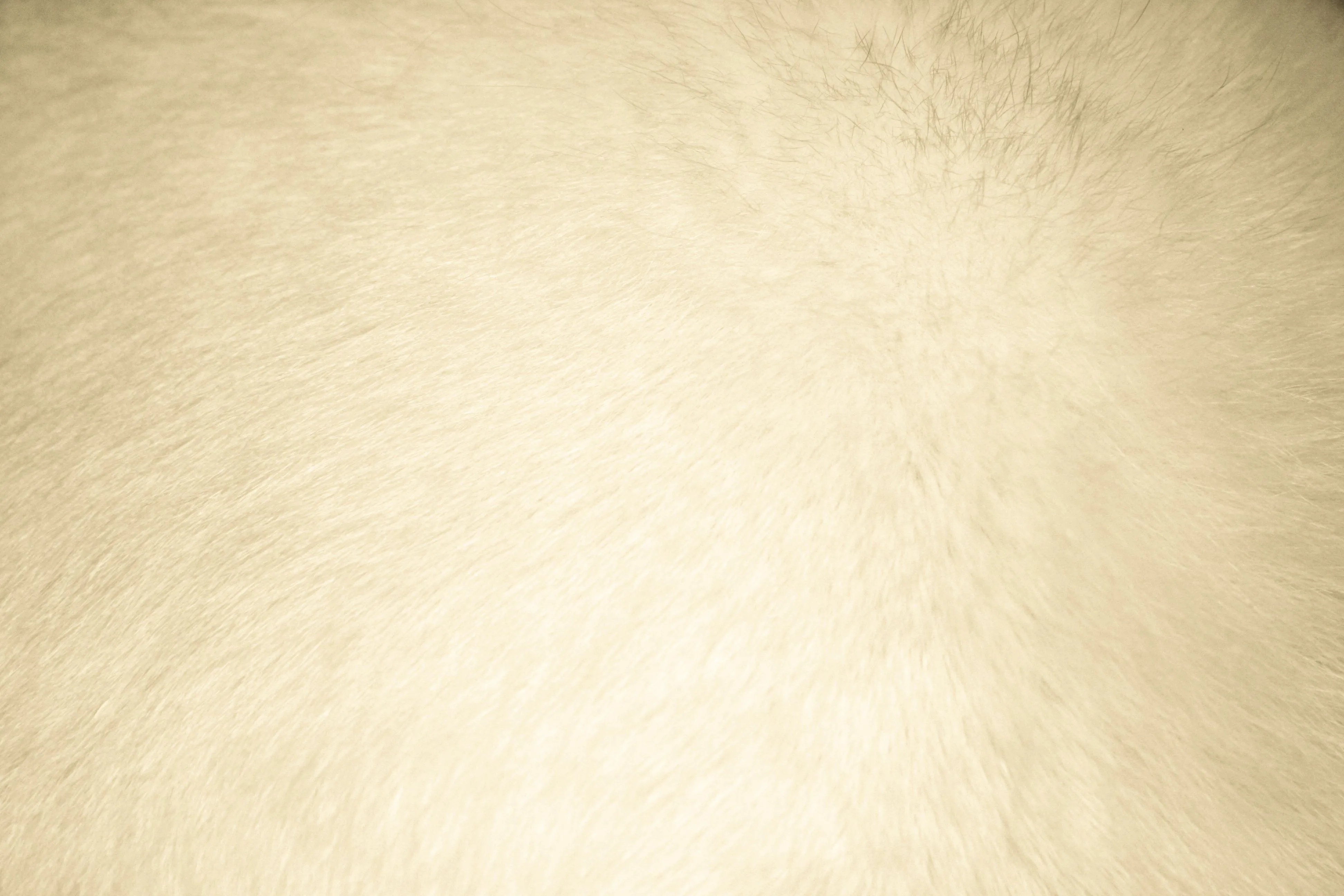 Beige Fur Texture - Free High Resolution Photo - Dimensions: 3888 ...