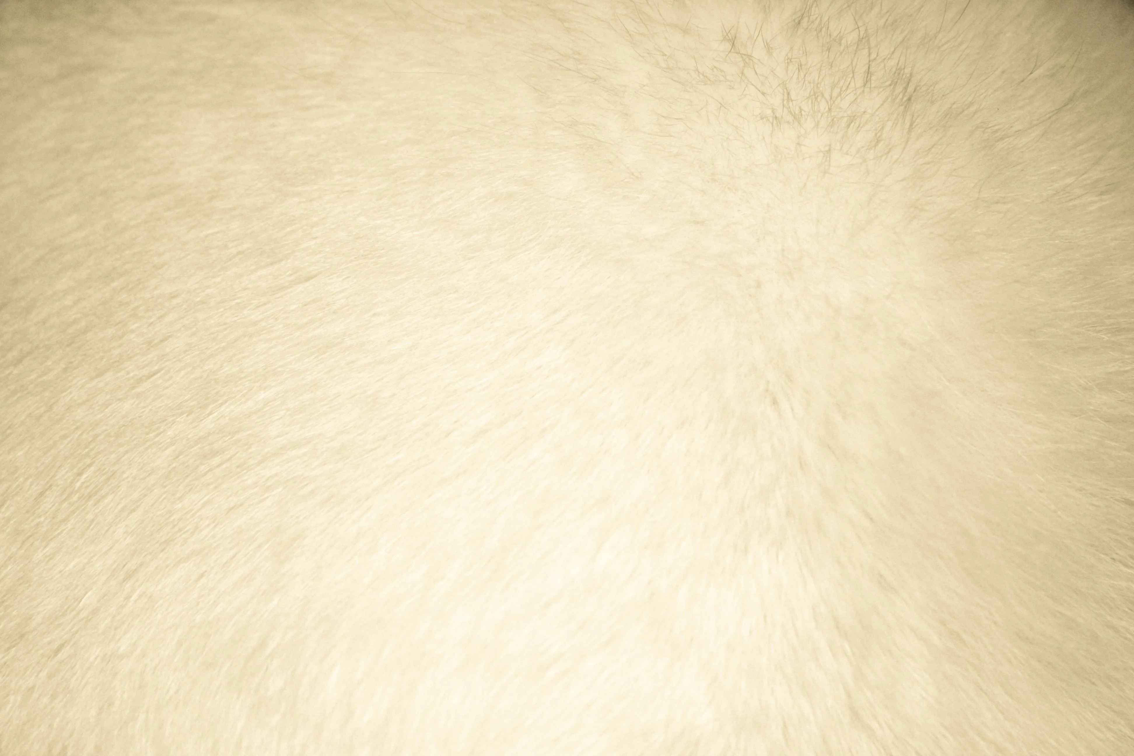 Beige Fur Texture - Free High Resolution Photo - Dimensions: 3888 ... Beige Fur Texture - Free High Resolution Photo - Dimensions: 3888 ...