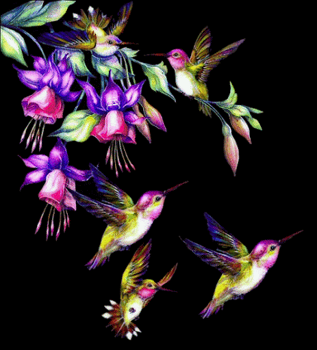 beija flor 892 gif brinco de princesa com beija flor flores beija flor 892 gif brinco de princesa com beija flor flores