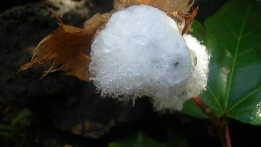 Una bella planta de algodón en un parque de Los Llanos