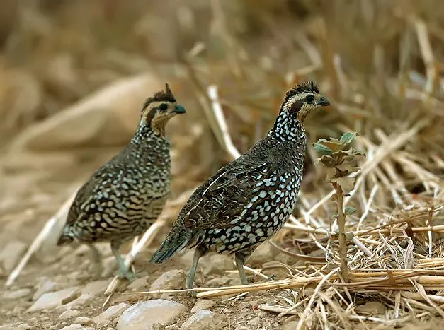 Bellas Aves de El Salvador: Colinus cristatus (codorniz, perdiz ... Bellas Aves de El Salvador: Colinus cristatus (codorniz, perdiz ...