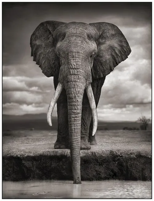 Belleza animal en blanco y negro | BIO GEO Dani Belleza animal en blanco y negro | BIO GEO Dani