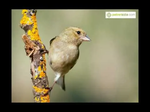 Belleza en movimiento - YouTube
