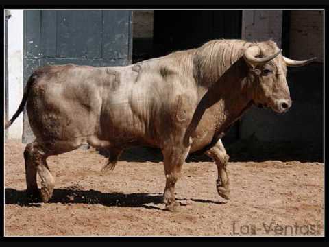 la belleza de toro de lidia en el compo y en la plaza - YouTube