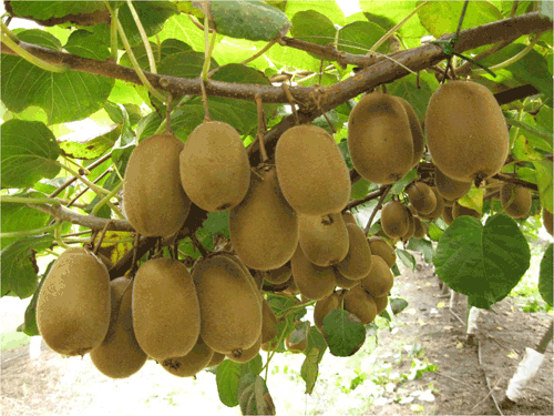 Frutas por la letra v - Imagui