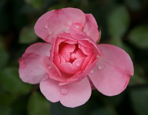 Rosa naturales - Imagui