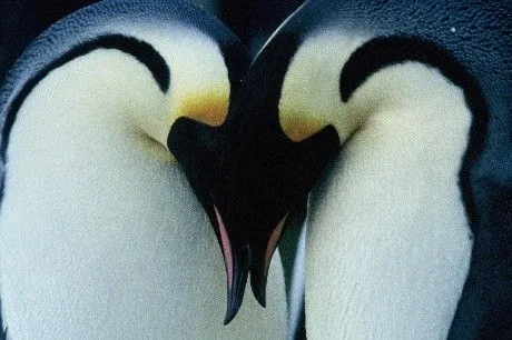 bellezas animales - Taringa!