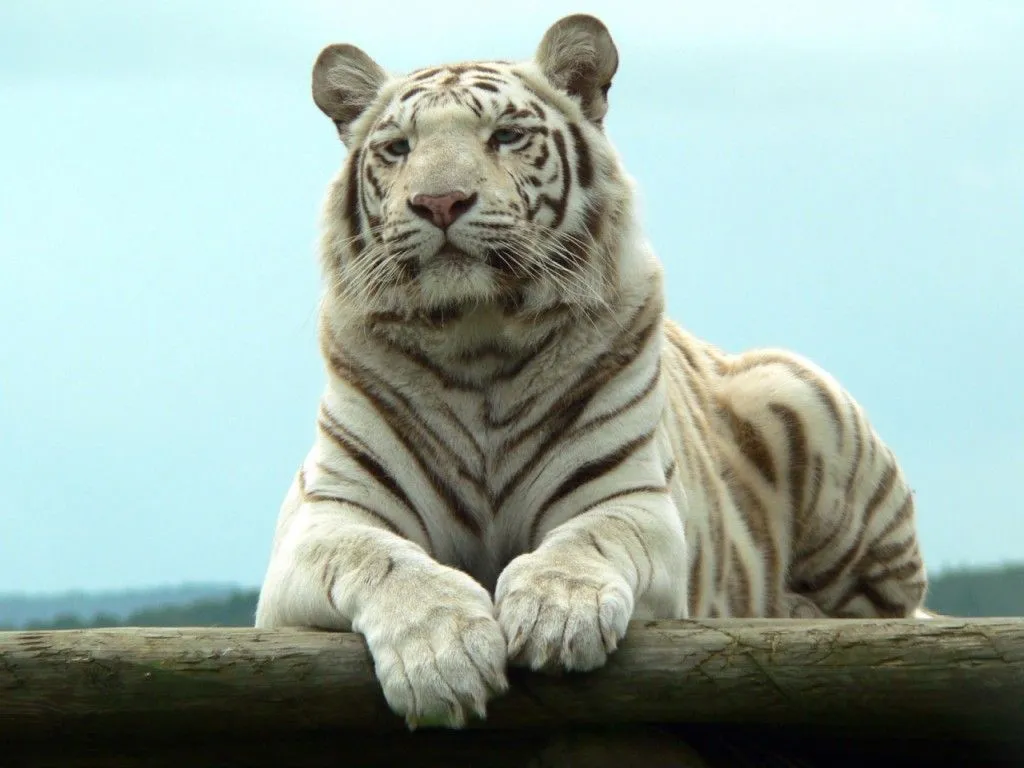 Bellezas de Jarabacoa y del Mundo: El Tigre de Bengala!!!!! Bellezas de Jarabacoa y del Mundo: El Tigre de Bengala!!!!!
