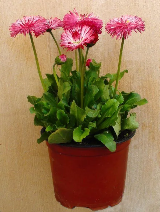 Bellis perennis, chiribita o margarita común | Revista de Flores ... Bellis perennis, chiribita o margarita común | Revista de Flores ...