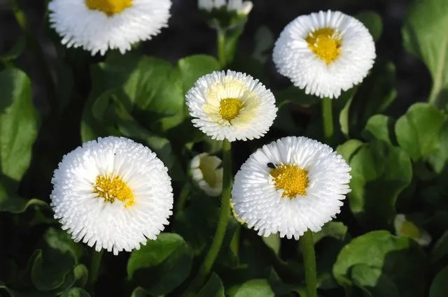 Bellis perennis (Flore Pleno) Biopix photo/image 68052 Bellis perennis (Flore Pleno) Biopix photo/image 68052