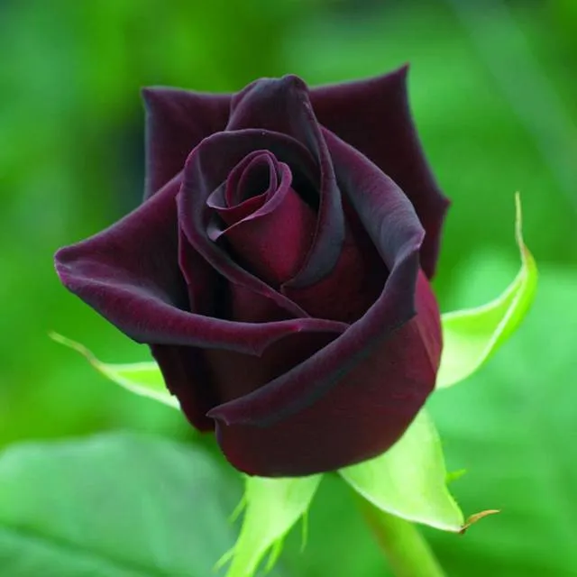 Las bellísimas y raras rosas negras de Halfeti-Turquia | Fundación ... Las bellísimas y raras rosas negras de Halfeti-Turquia | Fundación ...