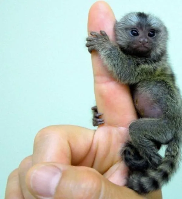 BELLÍSIMOS: MINI-MONOS!!!!!!! | TE ESCRACHO YA BELLÍSIMOS: MINI-MONOS!!!!!!! | TE ESCRACHO YA