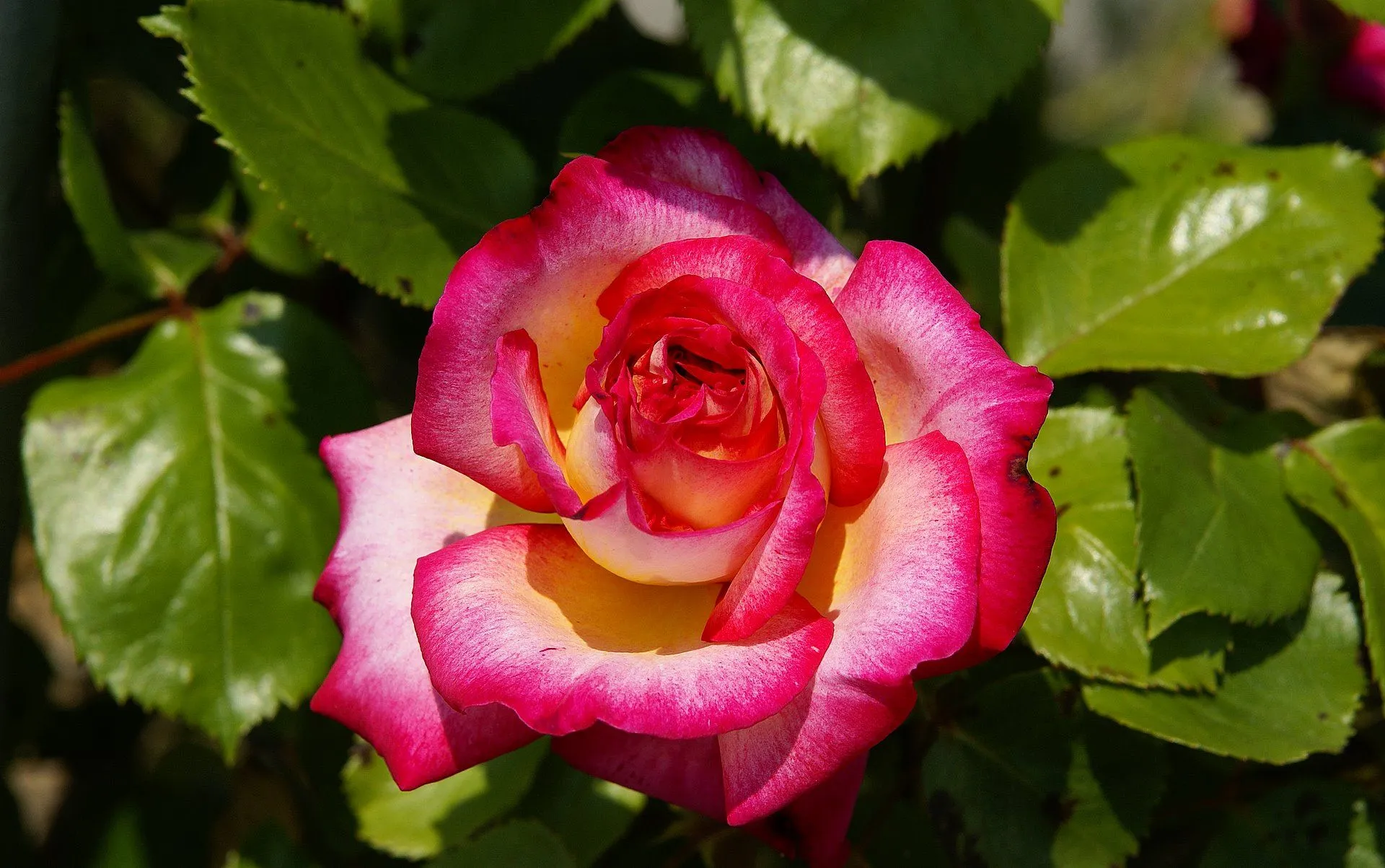 una bellissima rosa fucsia gialla ideale come fondo desktop 1920x1200 una bellissima rosa fucsia gialla ideale come fondo desktop 1920x1200