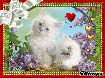 DOS BELLOS GATITOS CON OJITOS SEDUCTORES // SOFIA Picture ...