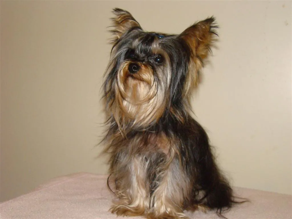 Bellos Yorkshire Terrier | Fotos e Imágenes en FOTOBLOG X Bellos Yorkshire Terrier | Fotos e Imágenes en FOTOBLOG X