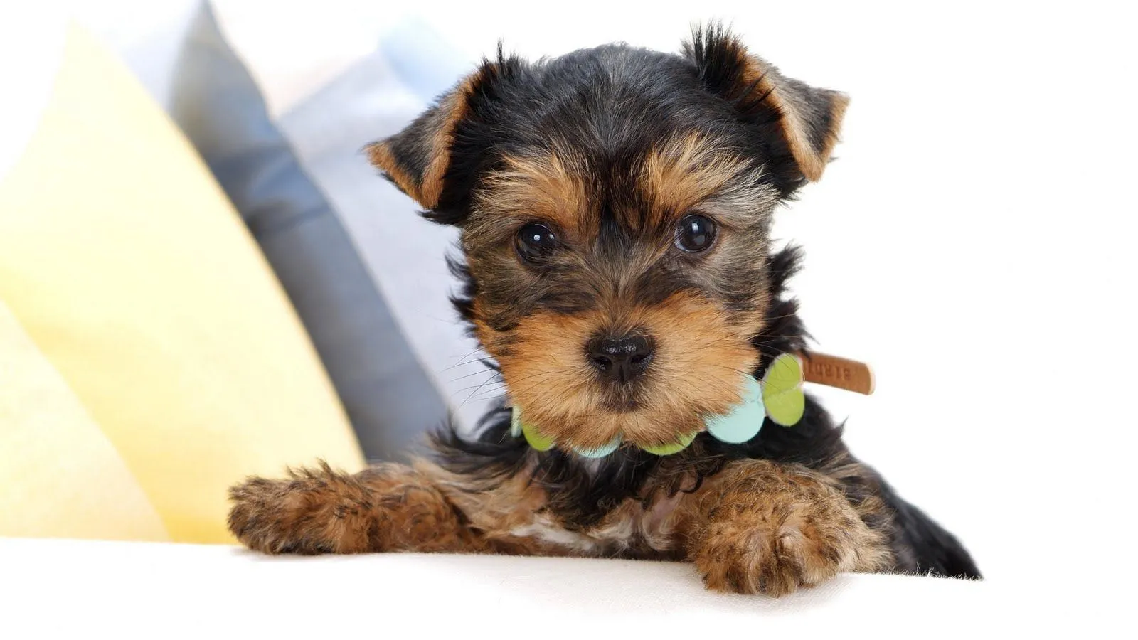 Bellos Yorkshire Terrier | Fotos e Imágenes en FOTOBLOG X Bellos Yorkshire Terrier | Fotos e Imágenes en FOTOBLOG X
