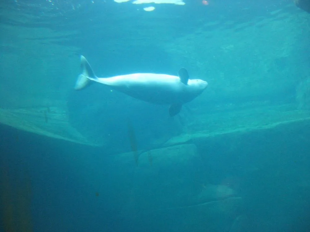 Beluga bebe | Flickr - Photo Sharing!