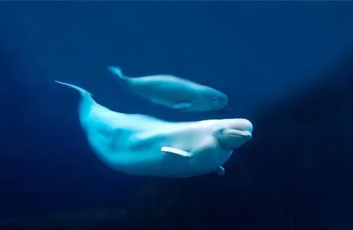 beluga et beluga bebe | Flickr - Photo Sharing!