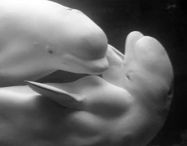 Las belugas o ballenas blancas - Blogodisea
