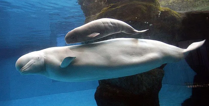 Las belugas o ballenas blancas - Blogodisea