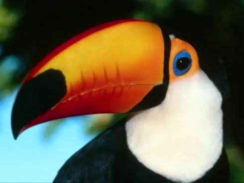 ben 10 , ben10 fuerza alienigena , ben10 supremaci: las aves ben 10 , ben10 fuerza alienigena , ben10 supremaci: las aves