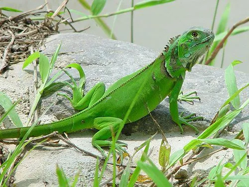 Iguanas