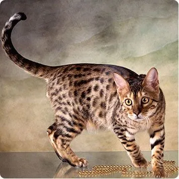 Bengala | Wikifaunia, tu enciclopedia de animales