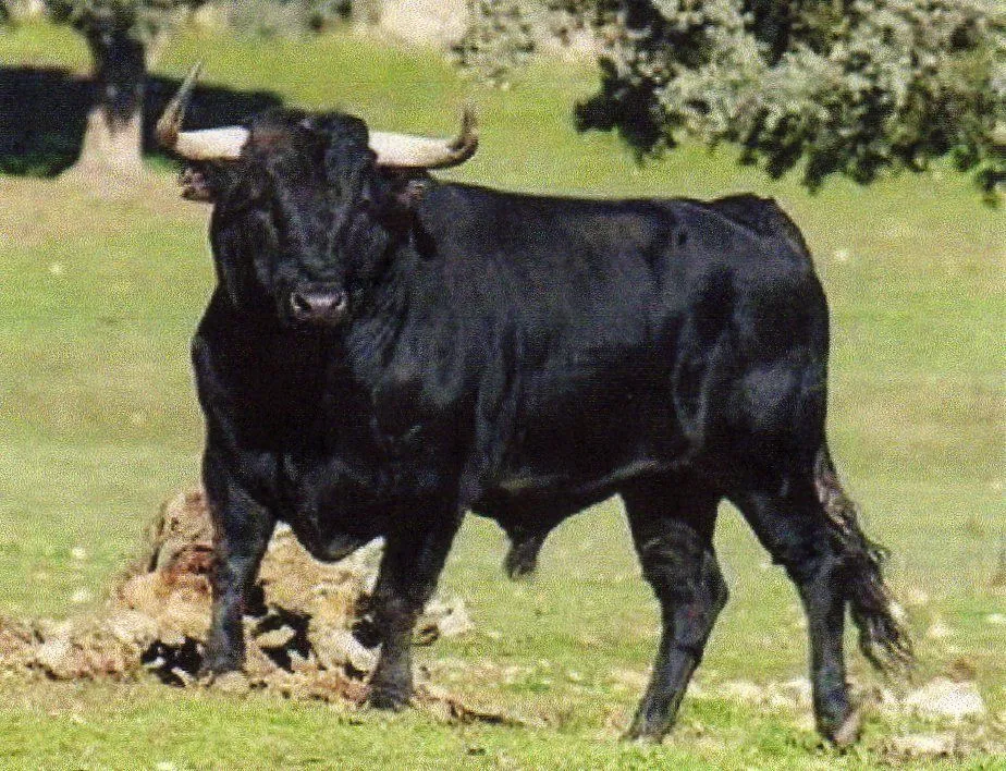 berciones de Anacleto Lopes Morales | Historias de mi Pueblo berciones de Anacleto Lopes Morales | Historias de mi Pueblo