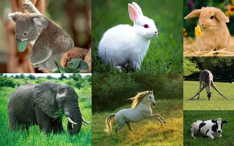 ANIMALIA: ANIMALES HERVIVOROS