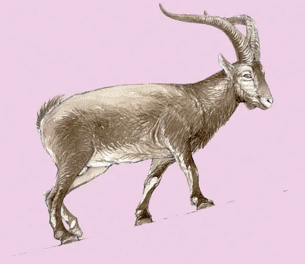 Dibujo de cabra montesa - Imagui